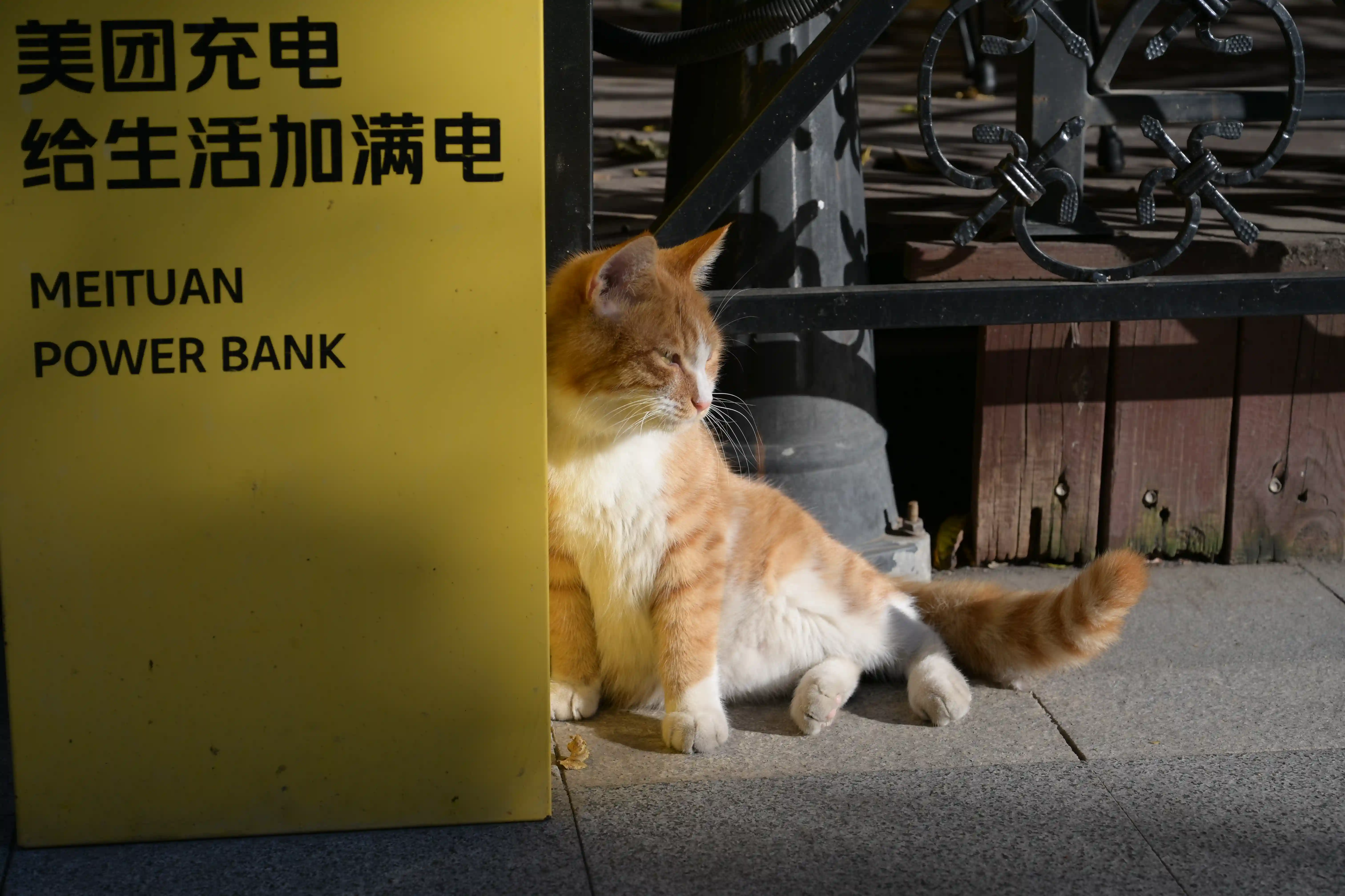 最满意的一张猫猫